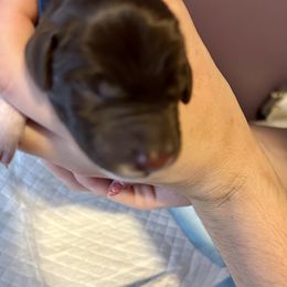 German Shorthaired Pointer Puppies from Mill Creek GSP