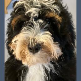 Tilly - Bernedoodle