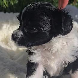 Girl 2 - Black and white female Chinese Crested puppy in Amarillo, Texas from Lone Star Chinese Cresteds by Kim