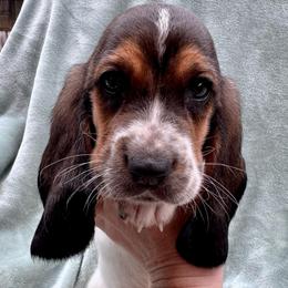 Zach - Black tan and white male Basset Hound puppy in Cleveland, Tennessee from Smokey Mtn Bassets
