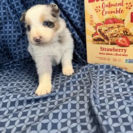 Crumble - Blue merle female Australian Shepherd puppy in Warsaw, Missouri from Siercks Ranch Aussies
