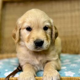 Mr Brown - Golden male Golden Retriever puppy in Tonasket, Washington from Denzil’s Goldens
