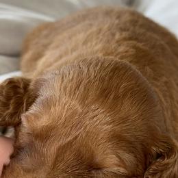Goldendoodle Puppies from Ankeny Doodles