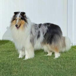 Male - Blue merle and white male Collie puppy in Venice, Florida from SUNCREST COLLIES