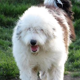 Riley - Sheepadoodle