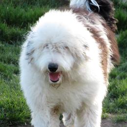 Riley - Sheepadoodle