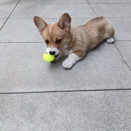 Pembroke Welsh Corgi All Grown Up from G.G.'s Corgis
