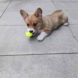 Pembroke Welsh Corgi All Grown Up from G.G.'s Corgis