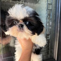 Summer - Black and white female Shih Tzu puppy in Rockville Centre, New York from Magnolia Tzus