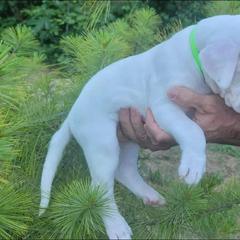 Dogo Argentino Puppies from K&B Southern Oregon Argentino Dogos