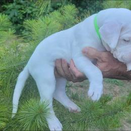 Dogo Argentino Puppies from K&B Southern Oregon Argentino Dogos