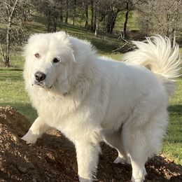 Fisher - Great Pyrenees