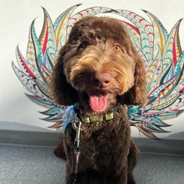 Cocoa - Goldendoodle