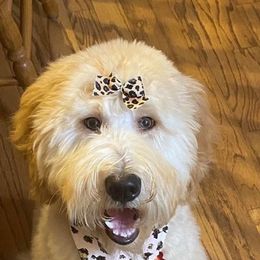 Goldendoodles from Ellie’s Doods