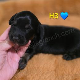 Dachshund puppies from ArmnalegRanch LLC