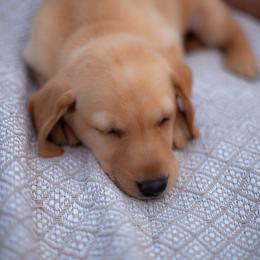 Labrador Retriever Puppies from UC Labradors