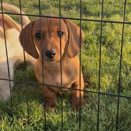 Shaded Red boy - Red male Dachshund puppy in Lubbock, Texas from It’s a Hot Mess