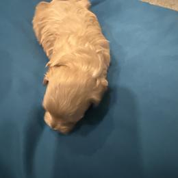 Boy 2 - Red male Maltipoo puppy in Brooksville, Florida from DeVall Maltipoos