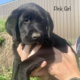 Labrador Retriever Puppies from Retrieving Labradors
