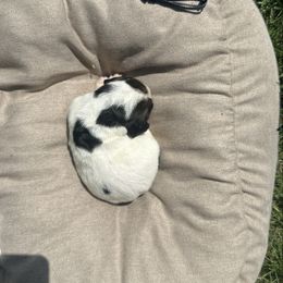 Boy 1 “King Fred” - Black brown and white male Basset Hound puppy in Loup City, Nebraska from WoodKrick Bassets