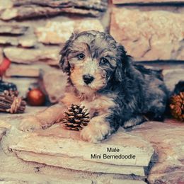 Boy 3 - Grey and white male Bernedoodle puppy in Montrose, Michigan from Livy’s Doodles