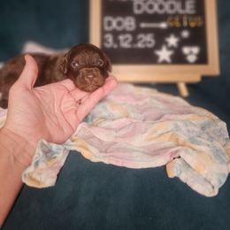 Cetus - Brown and white Aussiedoodle puppy in Fort White, Florida from Jade