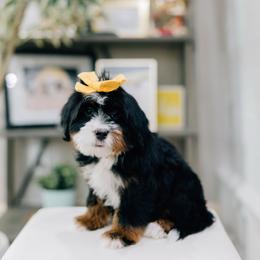 DJ - Tri-color female Bernedoodle puppy in Murray, Utah from Sun Valley Doodles