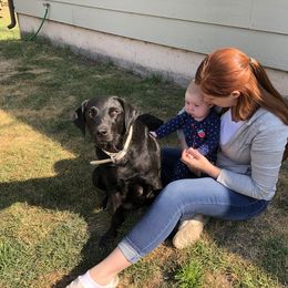 Labrador Retriever Puppies from Westbrook UK Labs