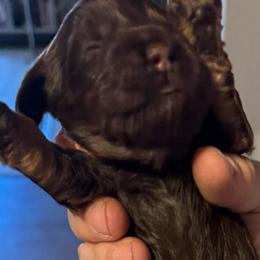 Mocha - Brown and tan female Cocker Spaniel puppy in Memphis, Tennessee from Cordova Cockers