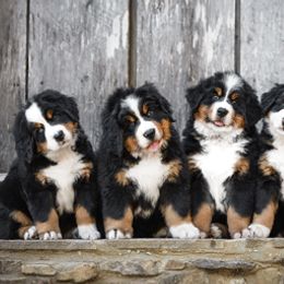 Bernese Mountain Dog Puppies from TOLLHAUS
