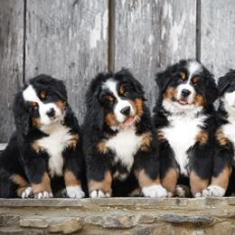 Bernese Mountain Dog Puppies from TOLLHAUS