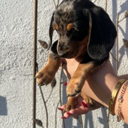 Stormi - Dapple female Dachshund puppy in Chino Hills, California from Wooofyland LLC
