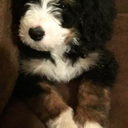 Bernedoodles, Cavalier King Charles Spaniels, Cavapoos, and Poodles from Dinky Doo Doodles