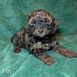 Fin - Black and tan male Cockapoo puppy in Sunset, Louisiana from Cano Cockapoos