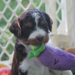 Australian Labradoodle Puppies from All About Love Australian Labradoodles