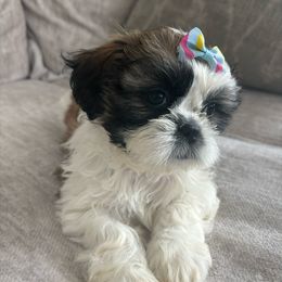 Bailey-ready now - Shih Tzu puppy from Riley Family Kennel