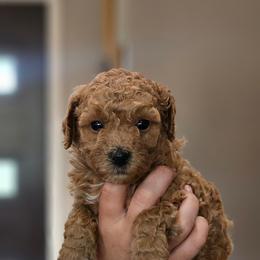 Stormy - Apricot male Cavapoo puppy in Glendale, Arizona from Cool Cavapoos