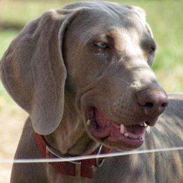 Long Haired Weimaraner and Weimaraner All Grown Up from Wiregrassweimaranerstoo