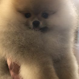 Pomeranian Puppies from Pardi Poms