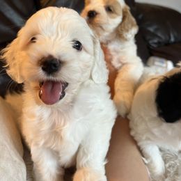 Boy 2 - Red and white male Cockapoo puppy in Birdsboro, Pennsylvania from Cooper Family Cockapoos