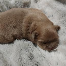 Shih Tzus from G & J Shih Tzu
