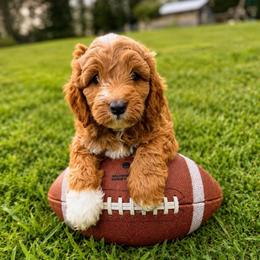 Blitz - Parti male Goldendoodle puppy in Columbia, South Carolina from Glittering Grace Goldendoodles
