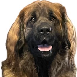 Eve - Leonberger