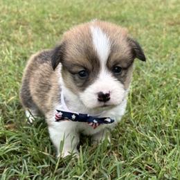 XANDER AKC - Sable male Pembroke Welsh Corgi puppy in Hinton, Oklahoma from Green Cloud Ranch