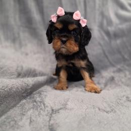 Maddie - Black and tan female Cavalier King Charles Spaniel puppy in Romeoville, Illinois from KonopkaKennelsLLC