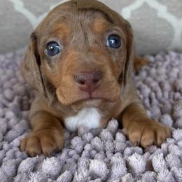 Tottie's Girl 1 - Dapple female Dachshund puppy in Joshua Tree, California from Desert Dreams Ranch