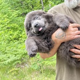 Gracie OFA - Gray female Newfoundland puppy in Falmouth, Michigan from Dyer Lake Newfoundland’s