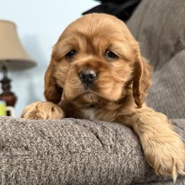 Cocker Spaniel Puppies from A&J Kennel