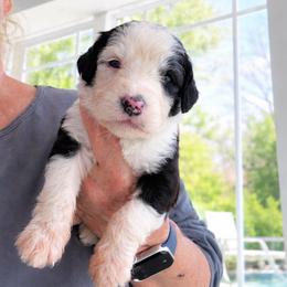 Guinness - Brown and white male Sheepadoodle puppy in Rocky Point, North Carolina from CelticDoods