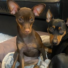 Miniature Pinschers from LA MINI PINS